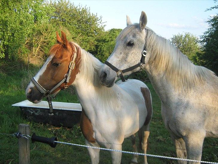 Arabisk fuldblod (OX) Pisaq O'shar solgt til Givhaab - Pisaq og Jolly (: billede 9