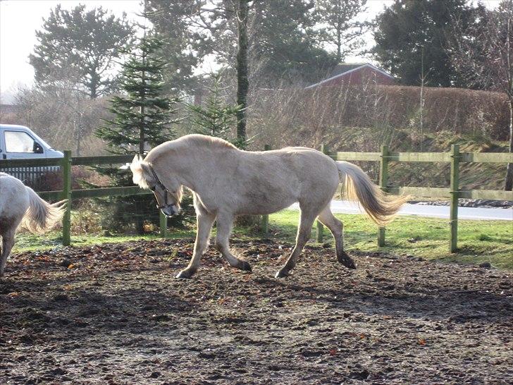 Fjordhest Landevejens Kamille billede 10