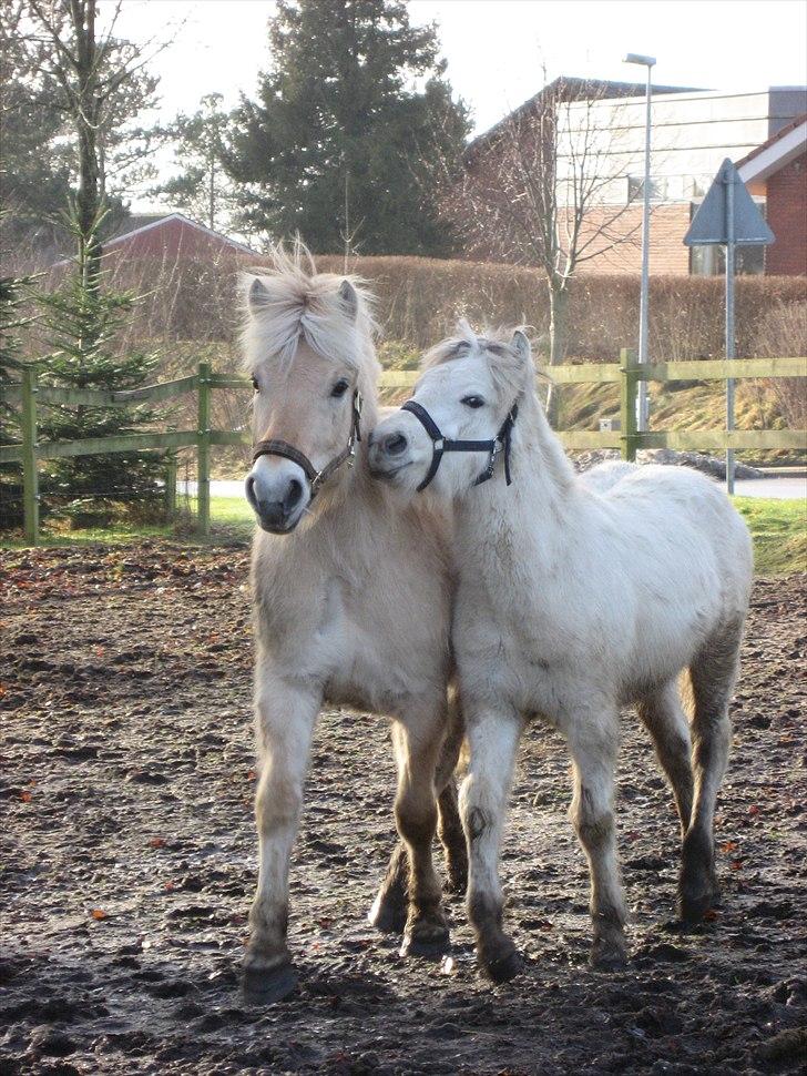Fjordhest Landevejens Kamille billede 11