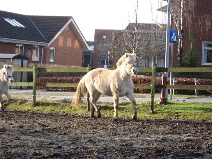 Fjordhest Landevejens Kamille billede 12