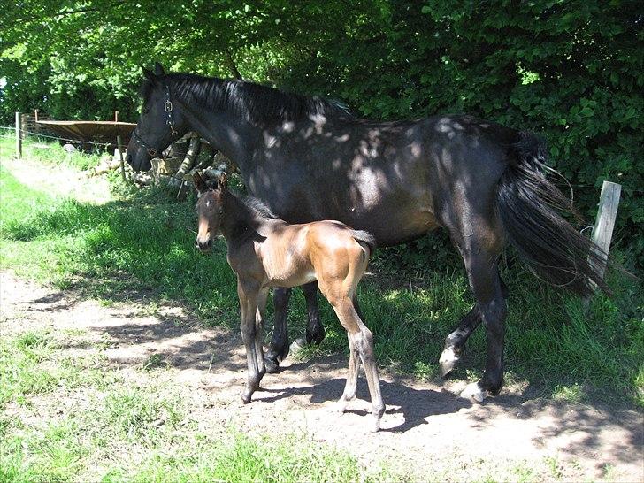 Oldenborg Top Touch - Charisma og Toppen i maj 2009. billede 8