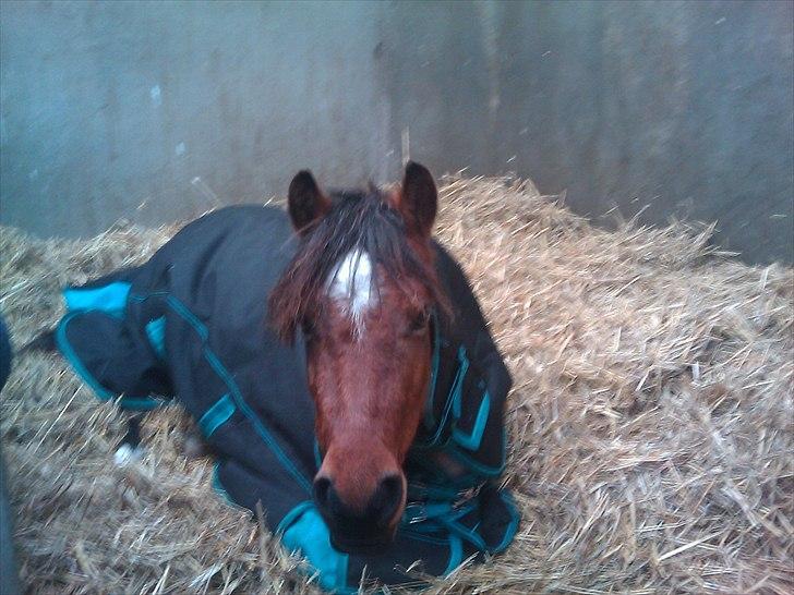 Anden særlig race Anna-Bella (solgt) billede 9