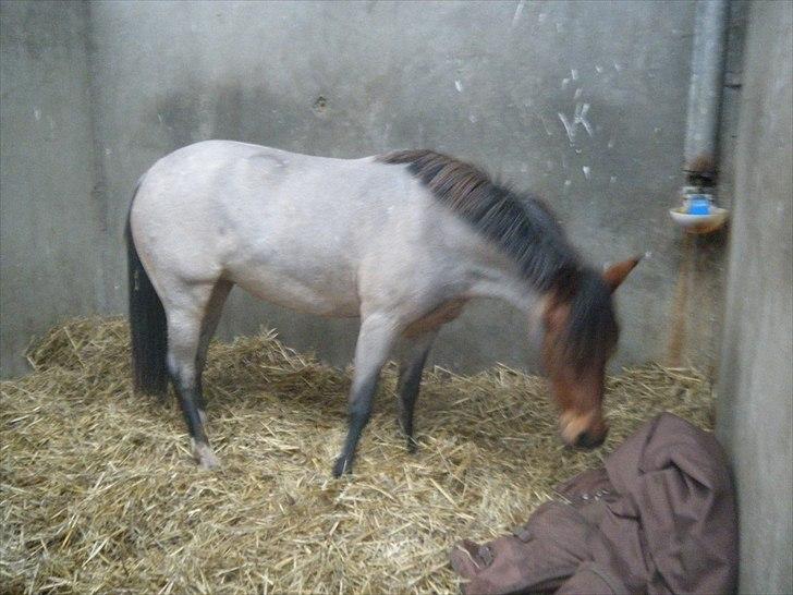 Anden særlig race Anna-Bella (solgt) billede 10