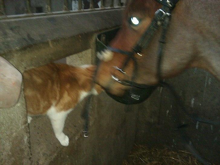 Anden særlig race Anna-Bella (solgt) billede 11