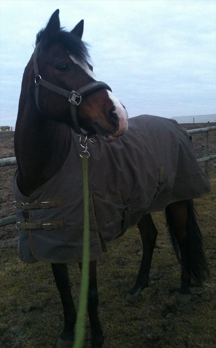 DSP Kelly - Den søde ponylony ♥ (foto: mig selv) billede 2