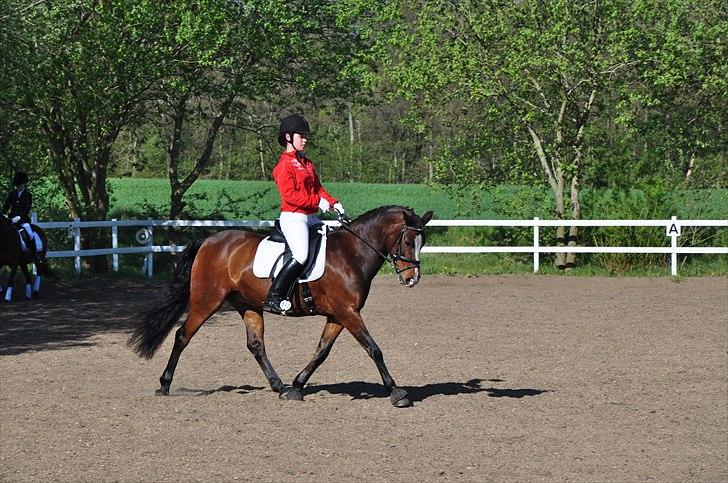 DSP Kelly - Rosenholm stævne d. 30/4-11 - opvarmning (foto: Cecilie Nybo) billede 3