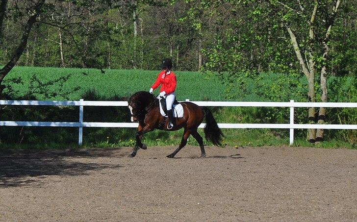 DSP Kelly - Rosenholm stævne d. 30/4-11 - opvarmning (foto: Cecilie Nybo) billede 7