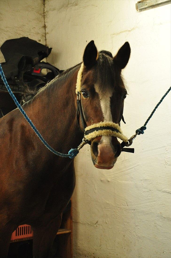 DSP Kelly - Smukke til stævne :-) (foto: mig selv) billede 8