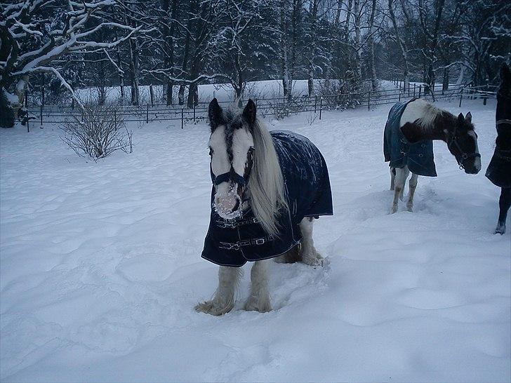 Irish Cob Billy the kid :) billede 9