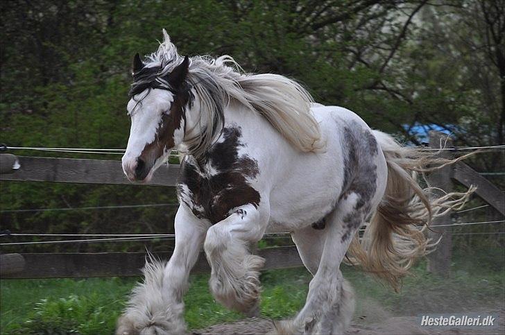 Irish Cob Billy the kid :) billede 2