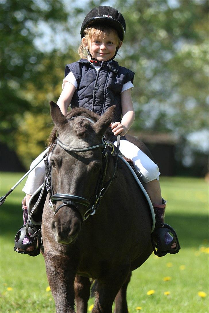 Shetlænder Prins - Photo: Simii - Emily og Prins maj 2011 billede 1