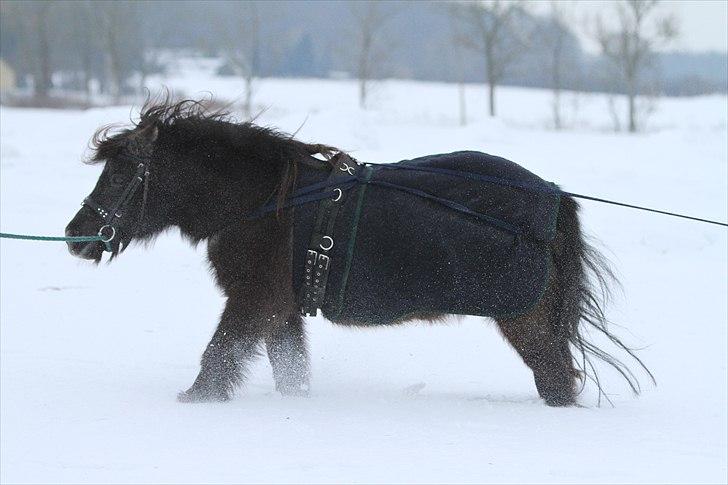 Shetlænder Prins billede 2