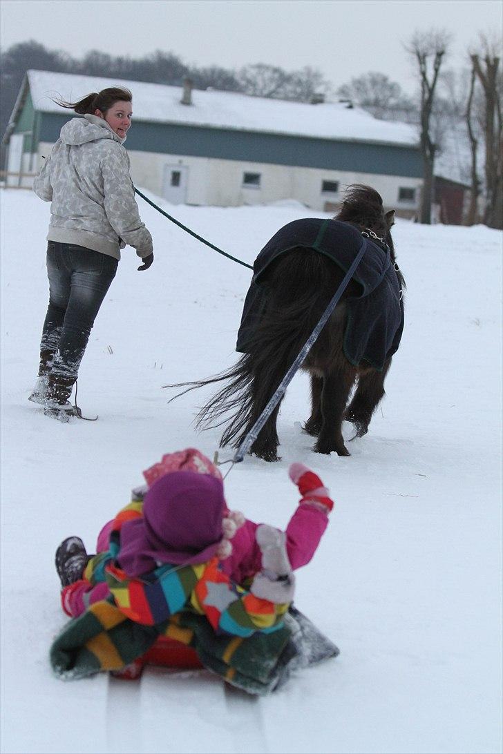 Shetlænder Prins billede 3