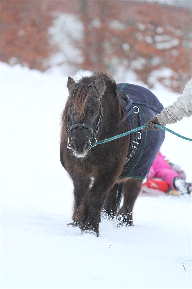 Shetlænder Prins billede 4