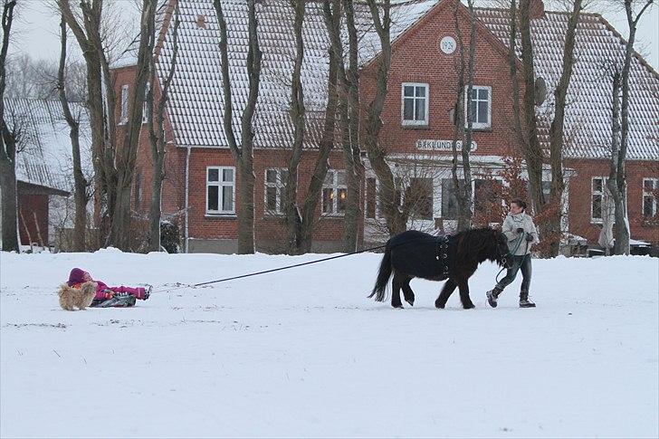 Shetlænder Prins billede 5