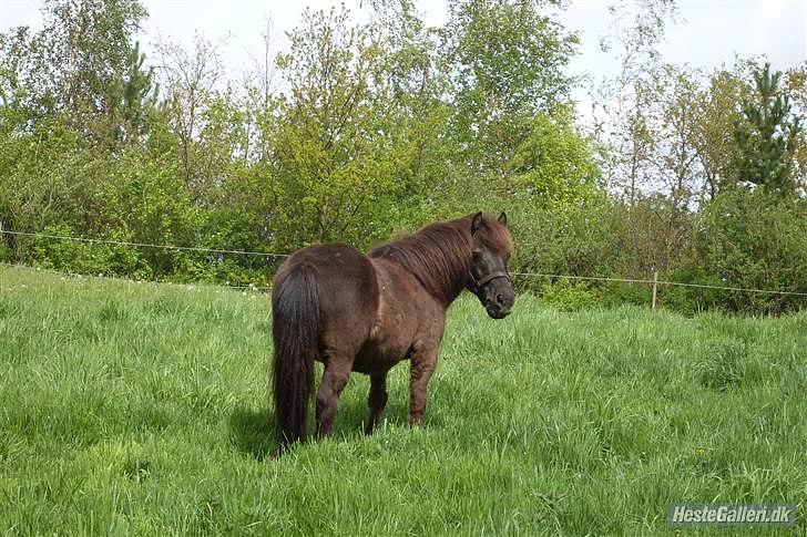 Shetlænder Prins billede 6