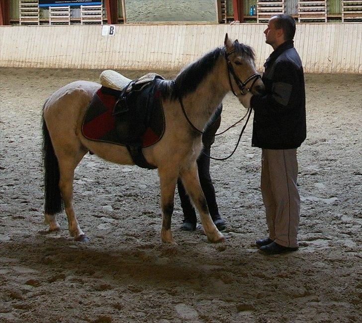 Anden særlig race Mister Surprice ( Solgt) - Så starter tilridningen af mister anden gang på nakken af dyret billede 14