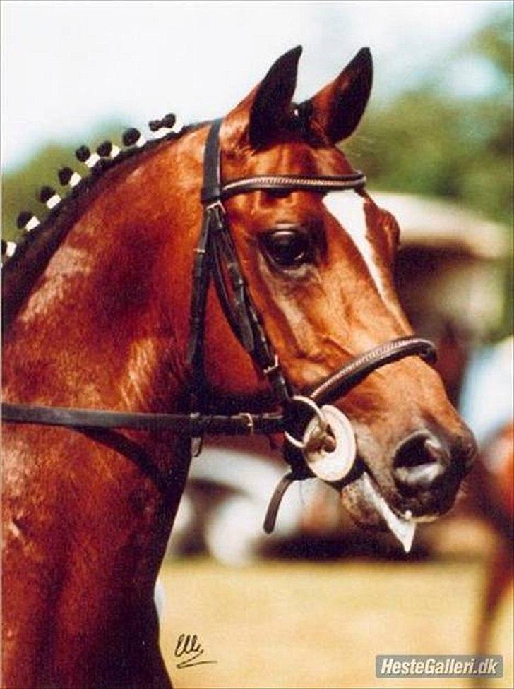 Welsh Pony af Cob-type (sec C) Daisy - Daisys far! Foto: gamle ejer Simone.  billede 14