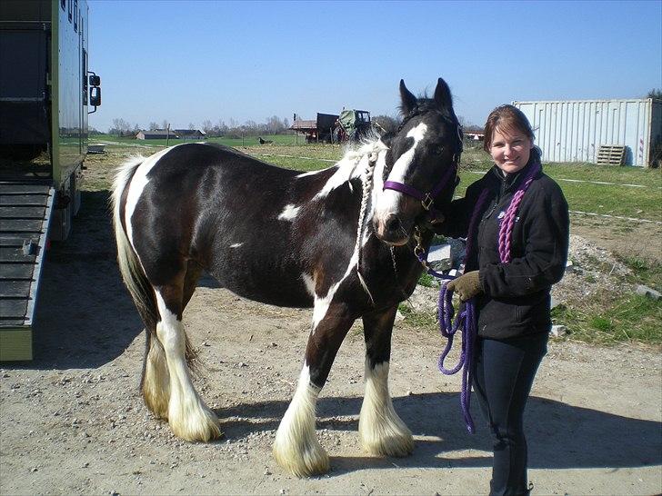 Irish Cob Talullah Belle - Den dag Tulle blev min. billede 1