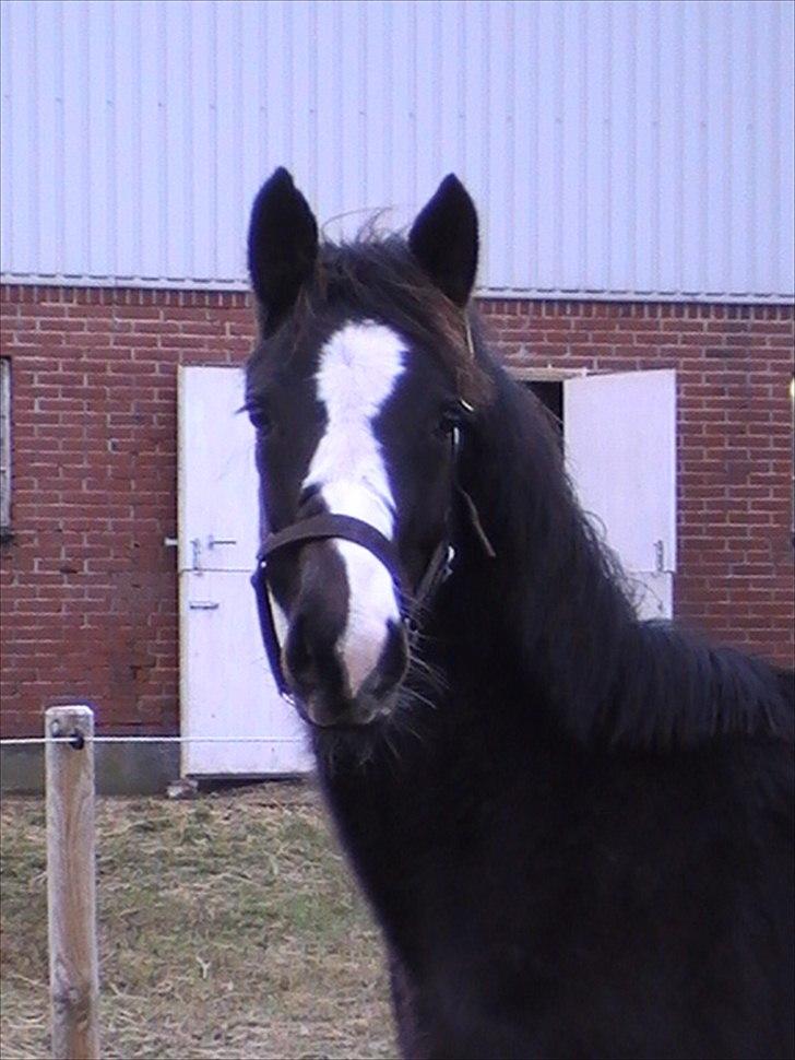 Anden særlig race LAMIR ROYAL - Januar 2011 billede 7