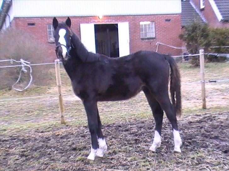 Anden særlig race LAMIR ROYAL - Januar 2011 billede 8