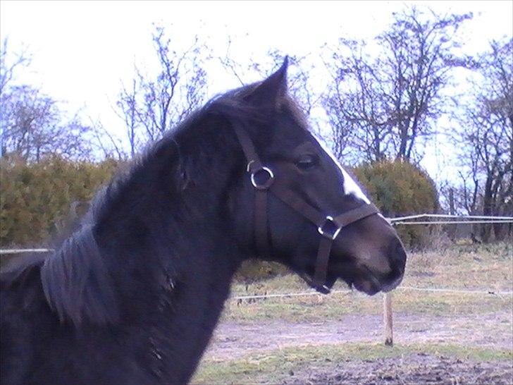Anden særlig race LAMIR ROYAL - Januar 2011 billede 9