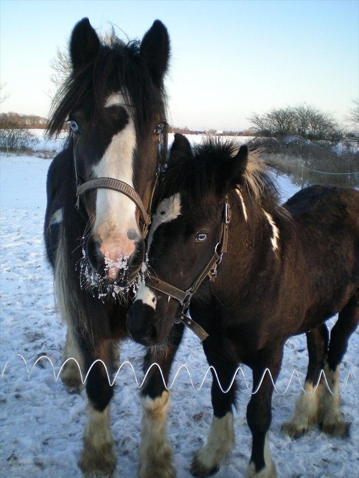 Irish Cob Talullah Belle - Tulle og hendes føl Sir Kalahan billede 3