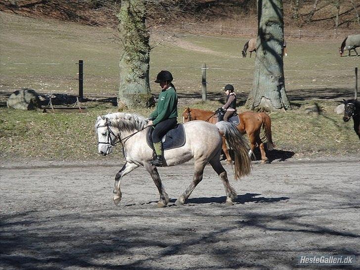 Anden særlig race Fanta :'((<3 - 9) Dressur træning i april 2010<3 Foto:Karina billede 9