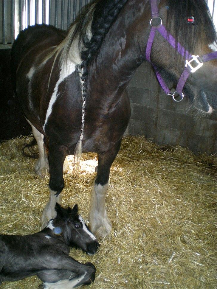 Irish Cob Talullah Belle billede 6