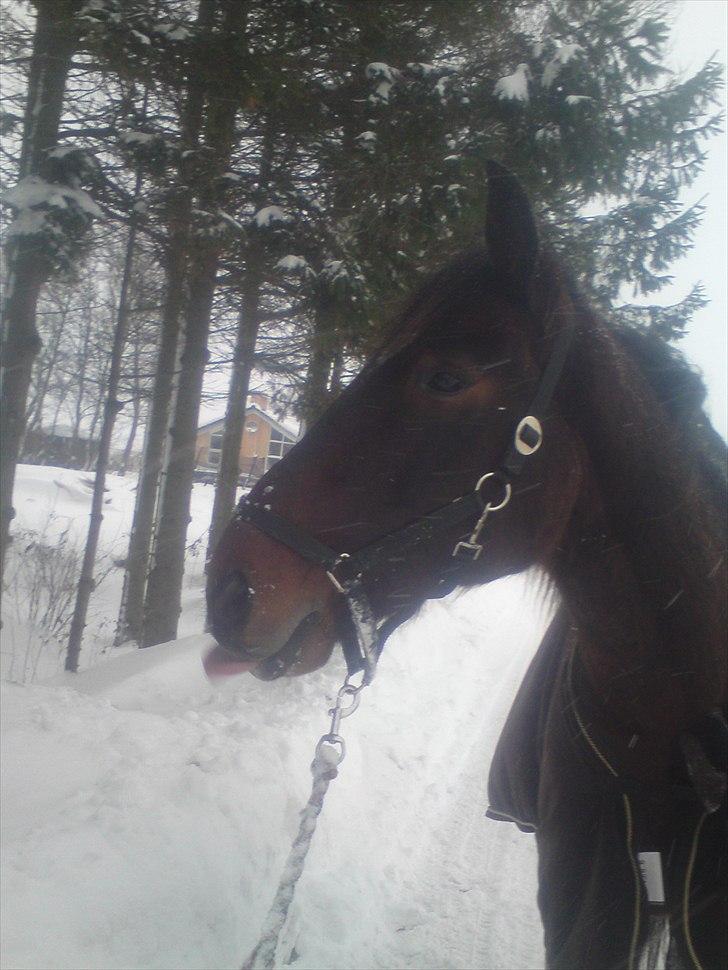 Traver König min skat :) - Könsen fandt lige en bunke sne han syntes smagte vildt godt :) billede 17