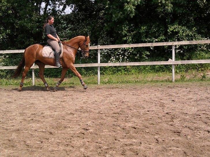 Hannoveraner vilija  billede 1