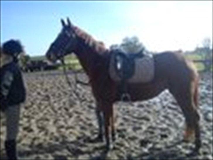 Hannoveraner vilija  billede 2