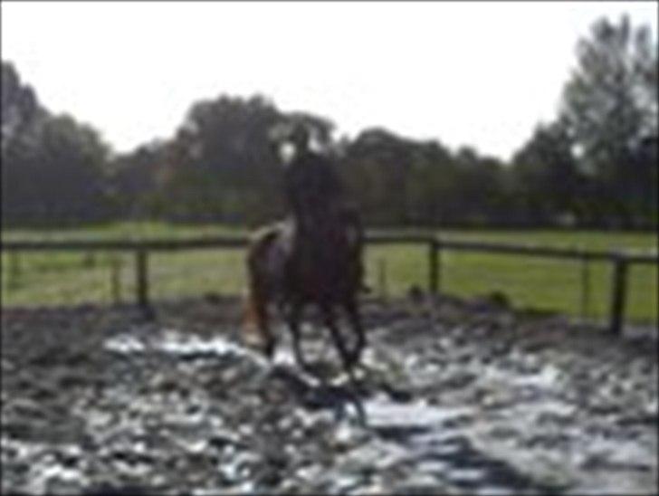 Hannoveraner vilija  billede 3