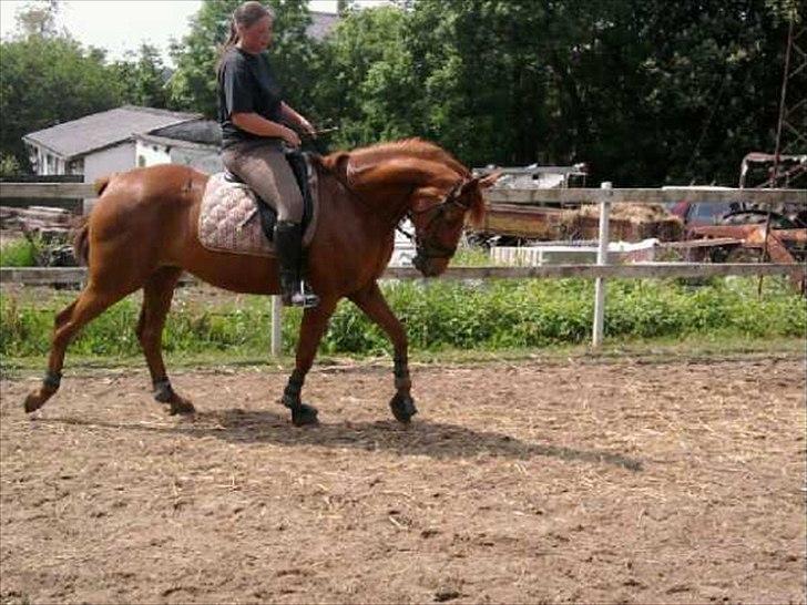 Hannoveraner vilija  billede 4