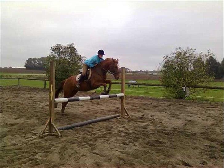 Hannoveraner vilija  billede 5