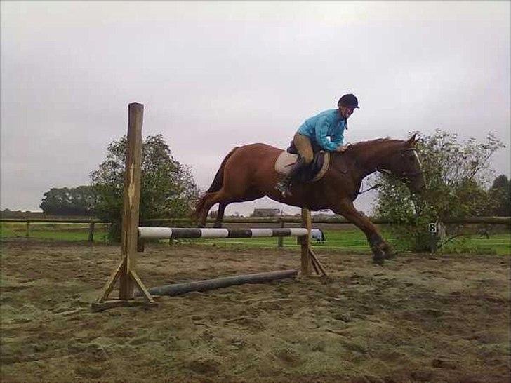 Hannoveraner vilija  billede 6