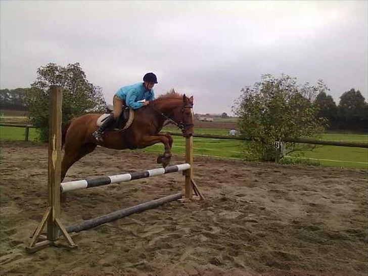 Hannoveraner vilija  billede 7