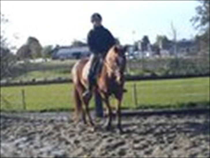 Hannoveraner vilija  billede 8