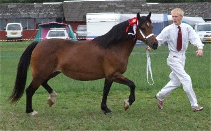 Welsh Pony af Cob-type (sec C) Rhydeilian Seren (gbr) billede 7