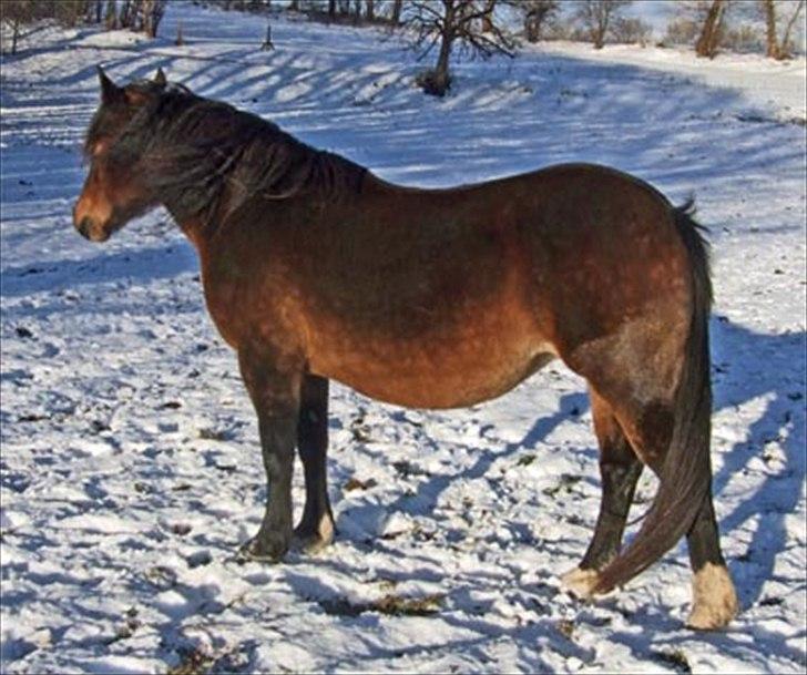 Welsh Pony af Cob-type (sec C) Rhydeilian Seren (gbr) billede 9