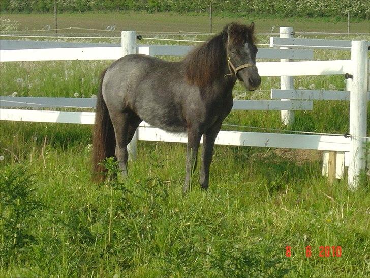Anden særlig race MOLLY - Juni 2010 billede 1