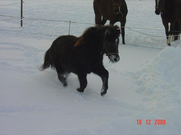 Anden særlig race MOLLY - Dec. 2009 billede 9