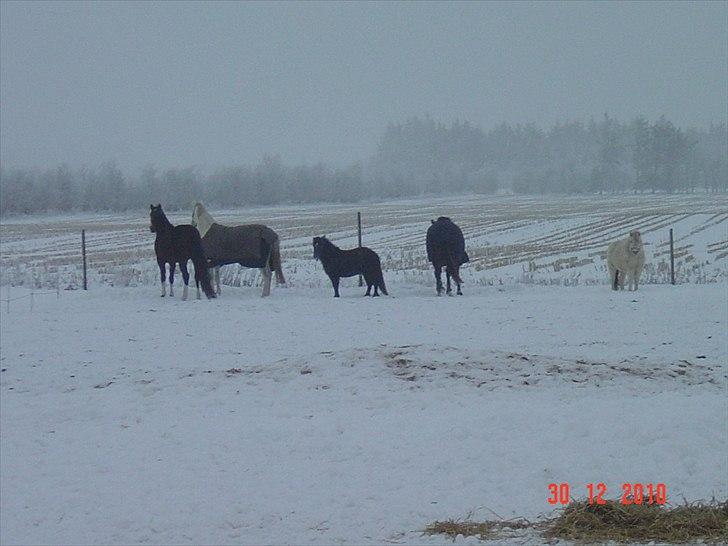 Anden særlig race MOLLY - Dec. 2010. Snebilled af hele flokken billede 12