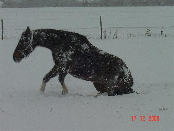 Traver COPPELIA - Dec 2009. En dejlig rulletur i sneen. billede 17