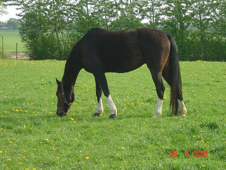 Traver COPPELIA - Juni 2009. billede 18