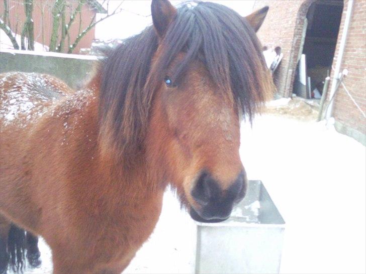 Islænder Jörfi fra Engimyri - min dejlige hyp <3 billede 1