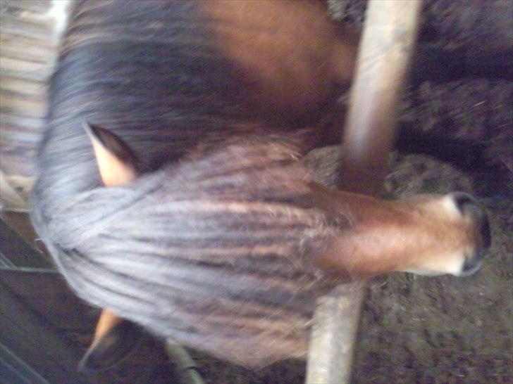 Islænder Jörfi fra Engimyri billede 2