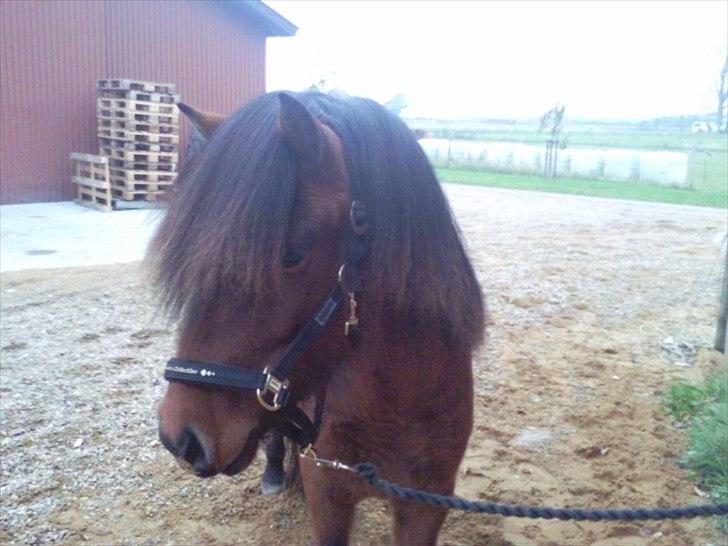 Islænder Jörfi fra Engimyri billede 3