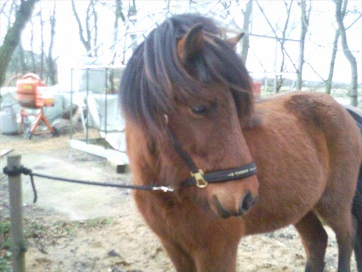 Islænder Jörfi fra Engimyri billede 4