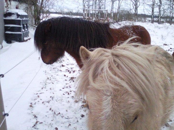 Islænder Jörfi fra Engimyri billede 5